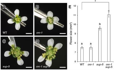 CRABS CLAW and SUPERMAN Coordinate Hormone-, Stress-, and Metabolic-Related Gene Expression During Arabidopsis Stamen Development